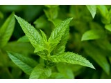 RuToo 25 cartucce alla menta per le sigarette M2 e SH2