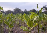RuToo 25 cartucce al tabacco sigarette elettroniche M2 e SH2