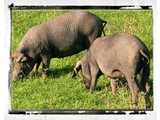 Spanisches Iberico Schwein Informationen