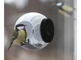 Buying Bird Feeder? Bird Feeder (with a handy suction cup for mounting on the window)