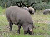 Ibérico varken (Spaans)