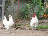 Bresse gevogelte (Frans)