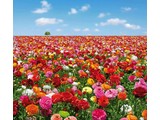 Atlas fotobehangposter Evolution 2 Flowers Field 1183
