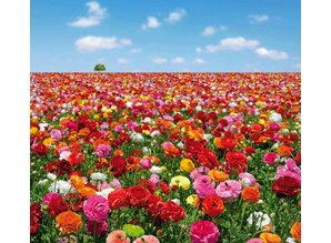 Atlas fotobehangposter Evolution 2 Flowers Field 1183