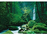 Komar fotobehangposter Black Forest 4-065