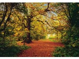 Komar fotobehangposter Autumn Forest Groot 8-068