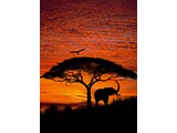 Komar National Geographic fotobehangposter African Sunset 4-501