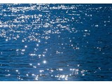 Komar National Geographic fotobehangposter Stelle di Mare 4-518
