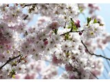 Komar National Geographic fotobehangposter Spring 8-507