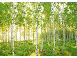 Komar National Geographic fotobehangposter Sunday 8-519