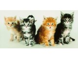 Atlas fotobehangposter Evolution 1 Sweet Cats 1020
