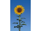 Wizard and Genius deurposter Sunflower 00509