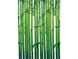 Wizard and Genius fotobehangposter Bamboo 00421