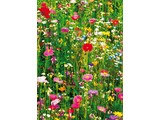 Wizard and Genius fotobehangposter Flower Field 00375