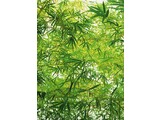 Wizard and Genius fotobehangposter Bamboo 00372