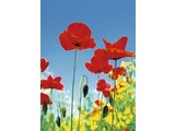 Wizard and Genius fotobehangposter Poppy Field 00371