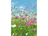 Wizard and Genius fotobehangposter Flower Meadow 00367