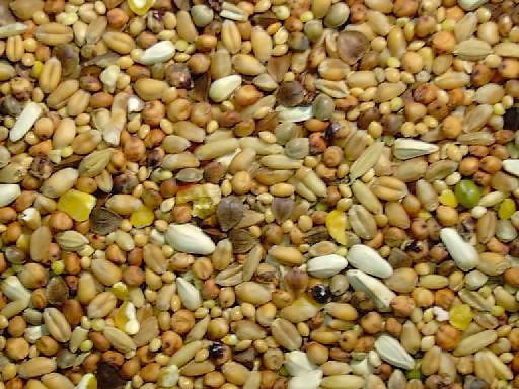 Slaats Turtle Dove seeds (20 kg)