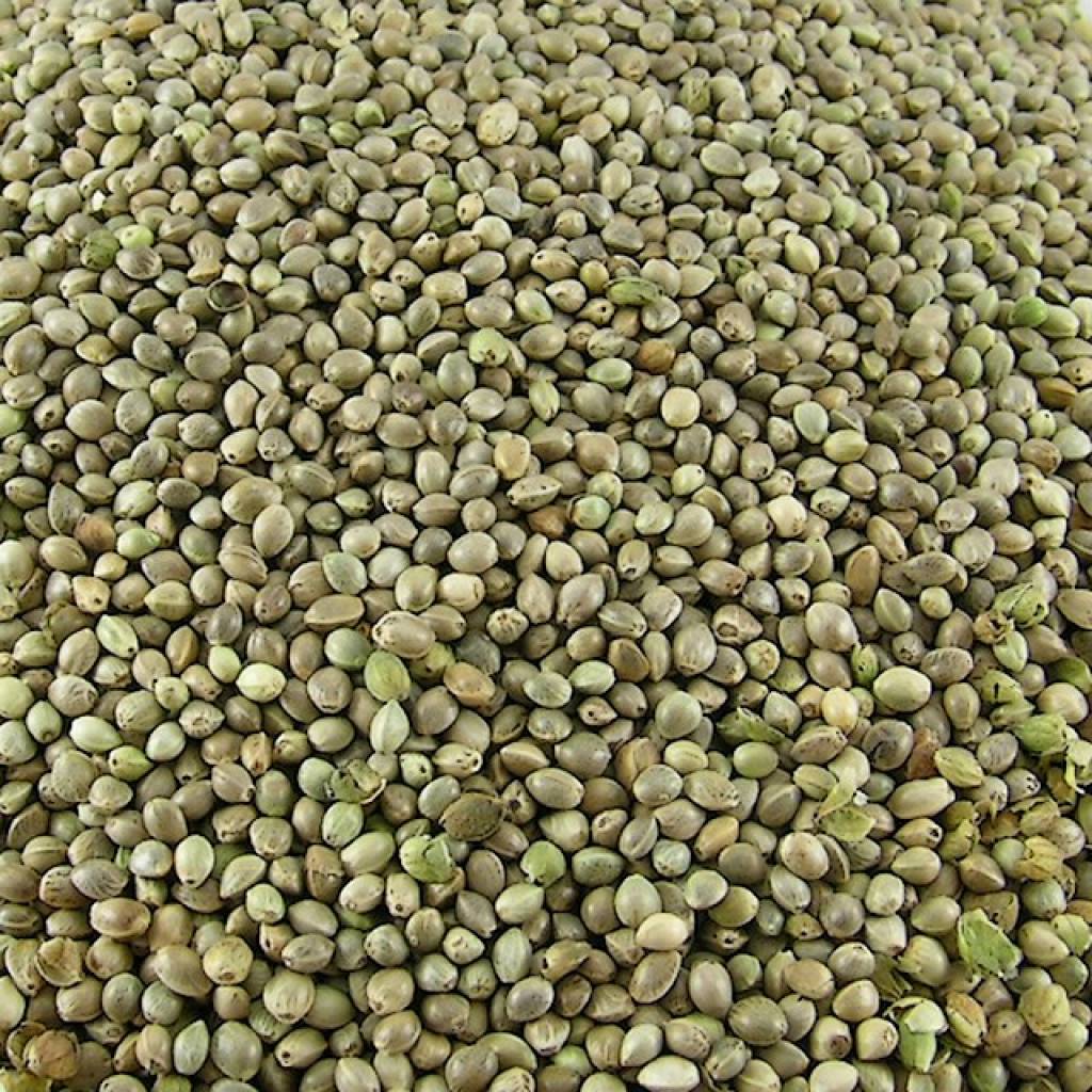 Hennepzaad (1 kg) - Vogelartikelenwebshop.nl