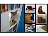 Urban Cat Design