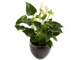 Anthurium in pot (potsoort varieert)