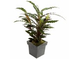 Calathea in pot (potsoort varieert)