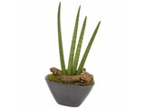 Sanseveria Skyline in pot (potsoort varieert