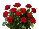 Prachtige rode rozen