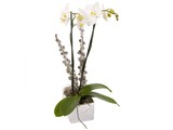 Phaleanopsis in pot (potsoort varieert)