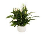 Spathiphylium in pot (potsoort varieert)
