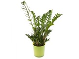 Zamioculcas in pot (potsoort varieert)