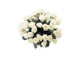 Mooie witte rozen