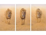 Three Kings - WWF Edition (206 x 135 cm)