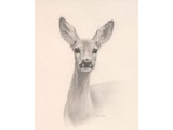 Roedeer drawing (35 x 45 cm)