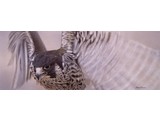 Young Peregrine (35 x 17 cm)