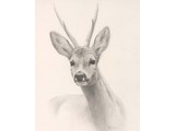 Drawing of Roebuck (35 x 45 cm)