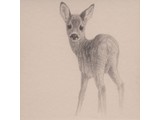 Roe Fawn (40 x 40 cm)