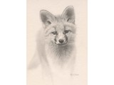 Young Fox (20 x 30 cm)
