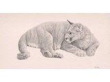 Puma (60 x 40 cm)