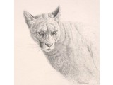 Puma portrait (25 x 25 cm)