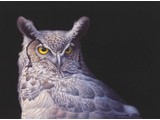 American Uhu (40 x 30 cm)