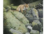 Foxy (60 x 57 cm)