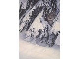 Puma be watched (95 x 64 cm)