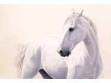 White and Wild (90 x 60 cm)