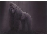 Beringei Beringei (95 x 65 cm)