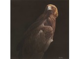 Golden Eagle 1 (50 x 50 cm)