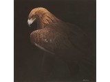 Golden Eagle 2 (50 x 50 cm)
