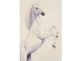 Prancing White (65 x 95 cm)