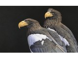 Steller sea eagle (60 x 40 cm)