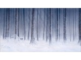 Frozen Forest (90 x 50 cm)